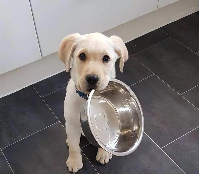 养狗和养猫的差异有多大？铲屎官：太真实了