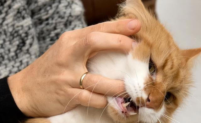 养狗和养猫的差异有多大？铲屎官：太真实了