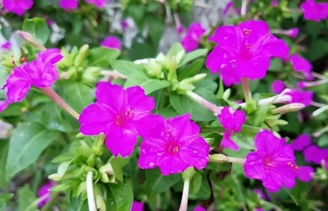 适合新手的4种小草花，每一种都好养好看爱开花，值得拥有