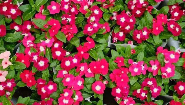 适合新手的4种小草花，每一种都好养好看爱开花，值得拥有