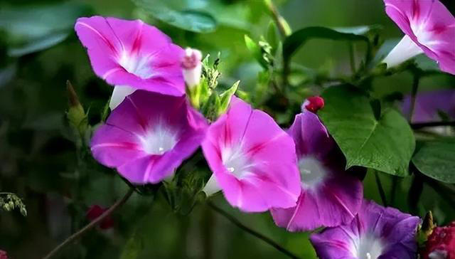 适合新手的4种小草花，每一种都好养好看爱开花，值得拥有