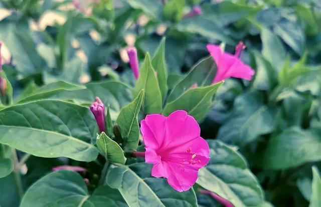 适合新手的4种小草花，每一种都好养好看爱开花，值得拥有