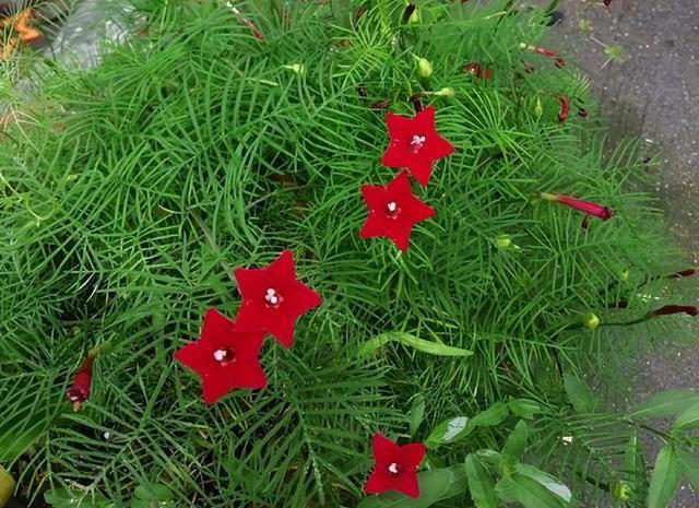 适合新手的4种小草花，每一种都好养好看爱开花，值得拥有