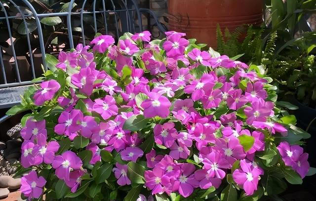 适合新手的4种小草花，每一种都好养好看爱开花，值得拥有