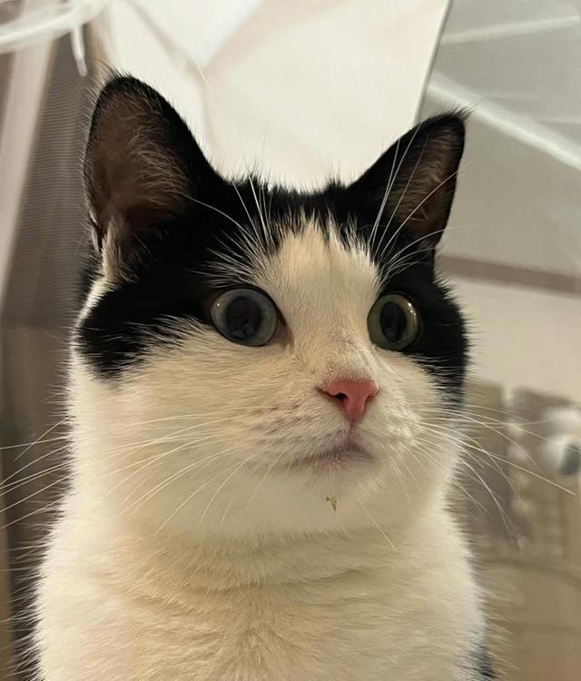 猫咪“轻轻咬你一下”是在示威吗？还是在撒娇？