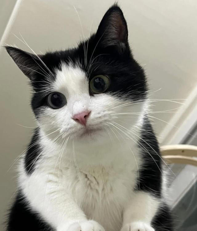 猫咪“轻轻咬你一下”是在示威吗？还是在撒娇？