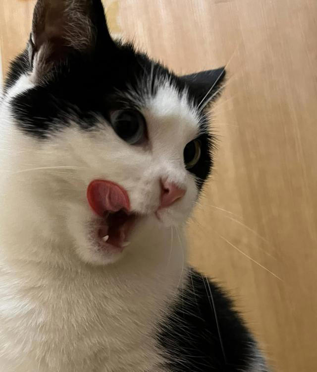 猫咪“轻轻咬你一下”是在示威吗？还是在撒娇？