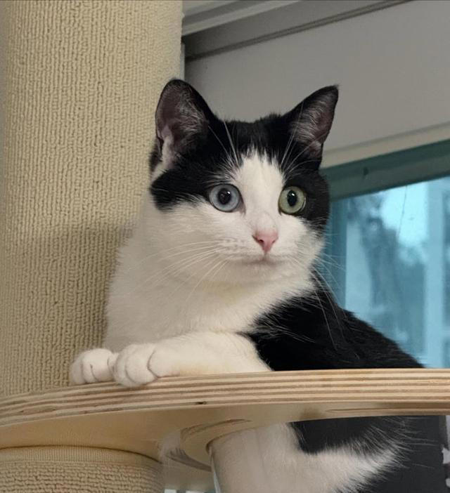 猫咪“轻轻咬你一下”是在示威吗？还是在撒娇？