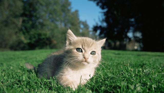 猫咪笑是真的开心吗，它是如何表达自己开心呢？