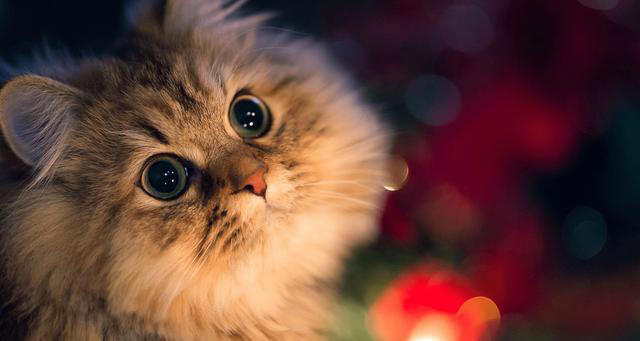 猫咪笑是真的开心吗，它是如何表达自己开心呢？