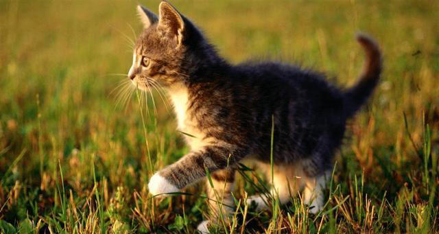 猫咪笑是真的开心吗，它是如何表达自己开心呢？