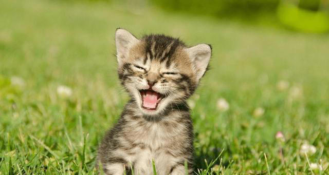 猫咪笑是真的开心吗，它是如何表达自己开心呢？