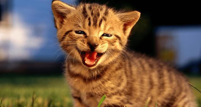 猫咪笑是真的开心吗，它是如何表达自己开心呢？