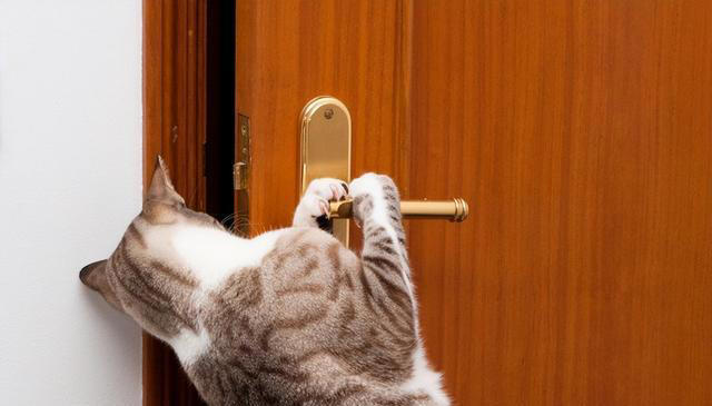 揭秘喵星人隐藏技能：你的猫咪也会这些逗趣招式！