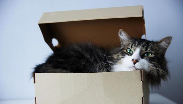 揭秘喵星人隐藏技能：你的猫咪也会这些逗趣招式！