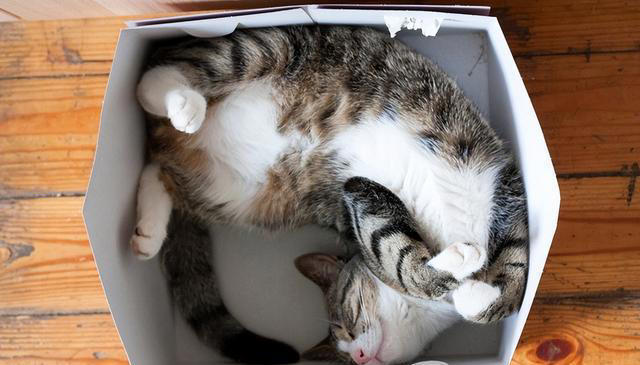 揭秘喵星人隐藏技能：你的猫咪也会这些逗趣招式！