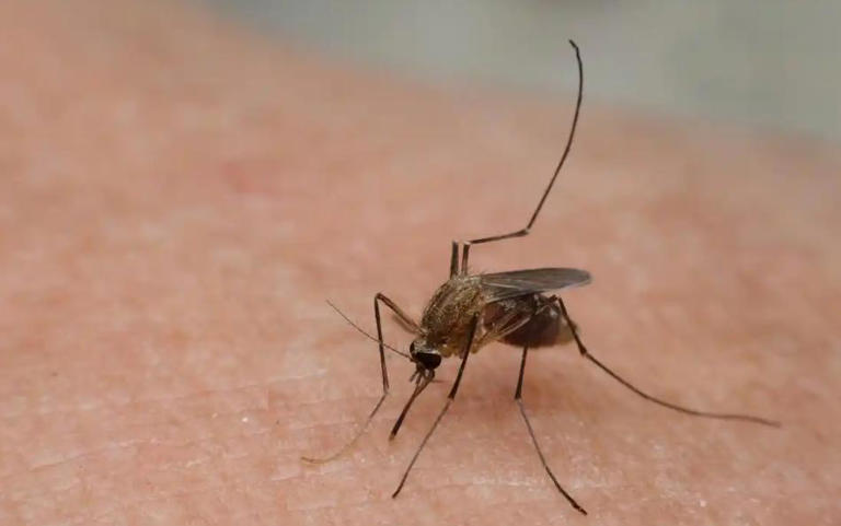 一群人里蚊子只咬你？和血型无关，真正原因有5个