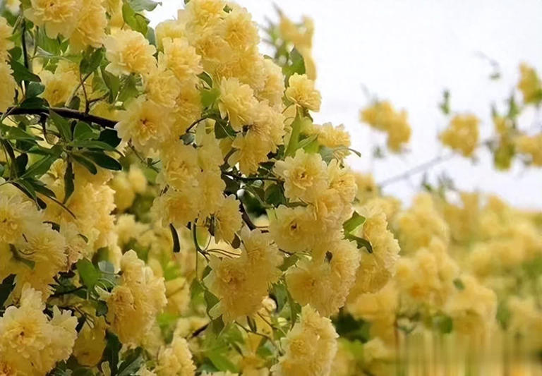 4种养不死的花，养几十年寓意好长势旺，价值颜值双高 