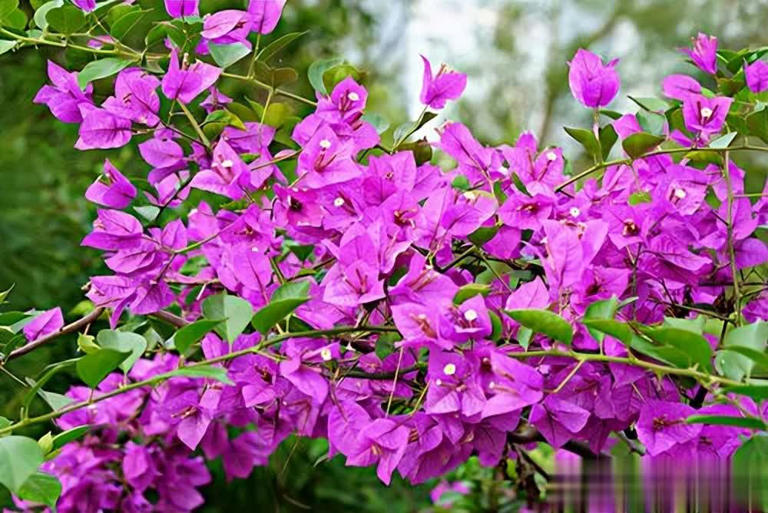 4种养不死的花，养几十年寓意好长势旺，价值颜值双高