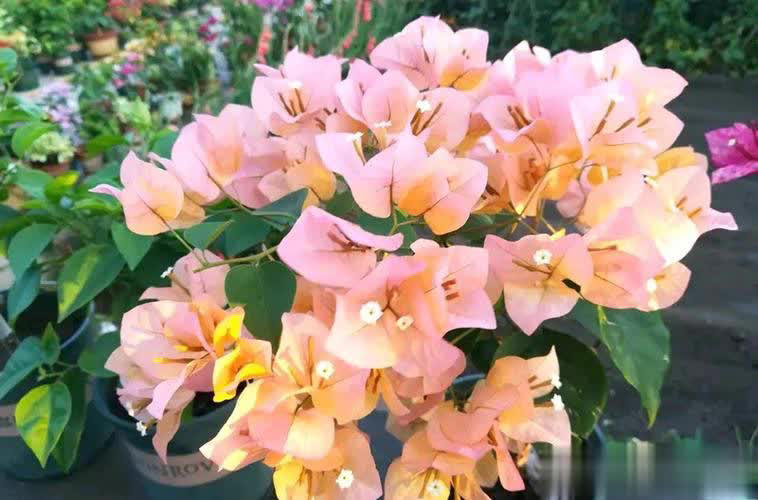 4种养不死的花，养几十年寓意好长势旺，价值颜值双高