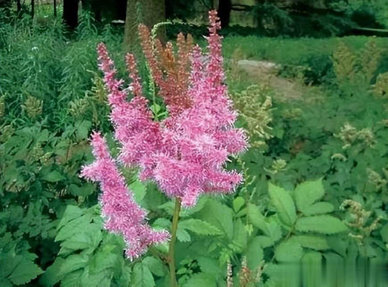 4种养不死的花，养几十年寓意好长势旺，价值颜值双高