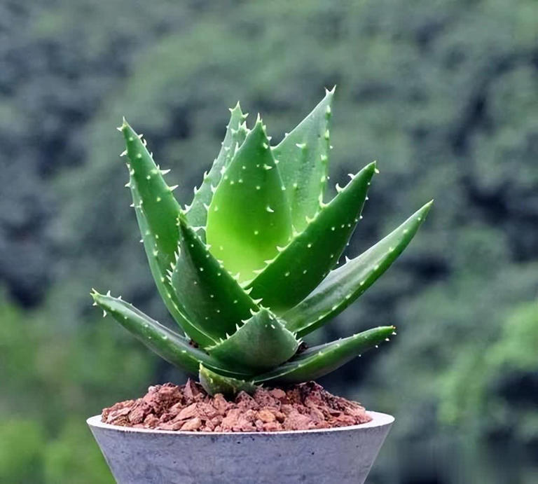 4种养不死的花，养几十年寓意好长势旺，价值颜值双高