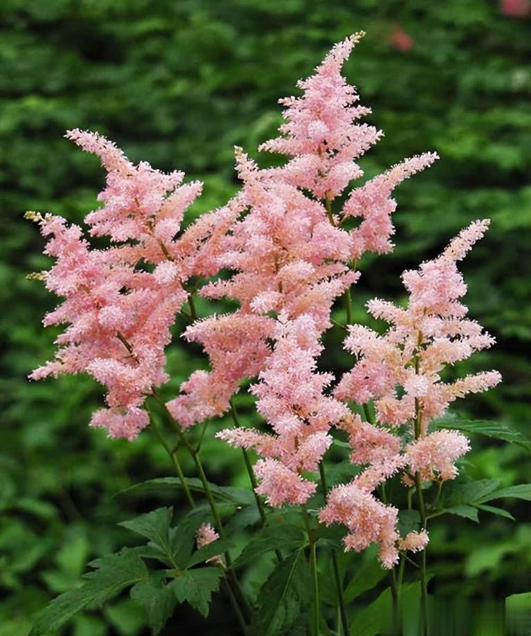 4种养不死的花，养几十年寓意好长势旺，价值颜值双高