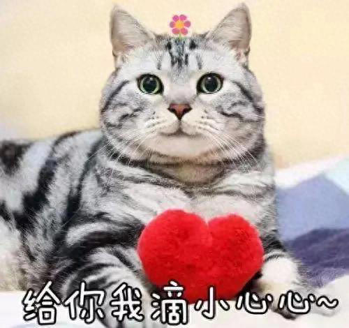 猫咪有这些行为，是在偷偷关心你，你有福啦！ 