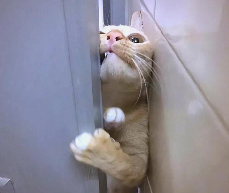 猫咪有这些行为，是在偷偷关心你，你有福啦！