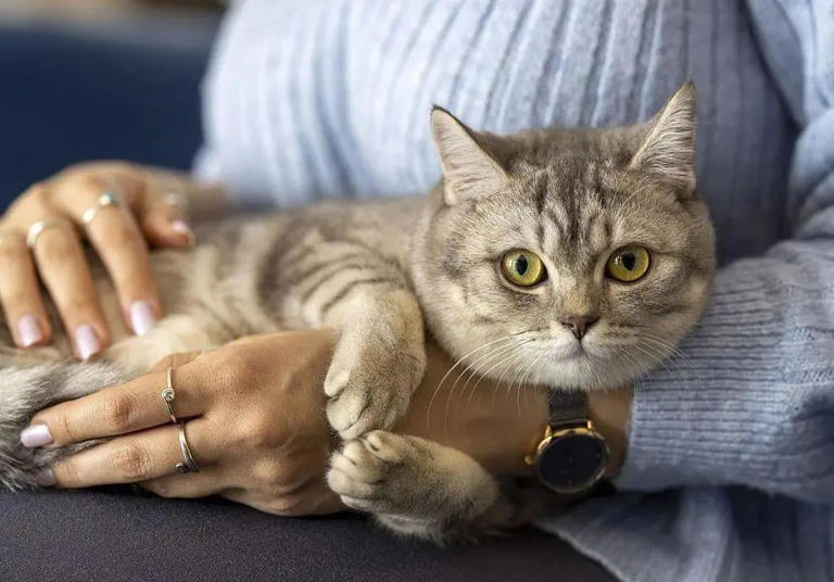 猫咪有这些行为，是在偷偷关心你，你有福啦！