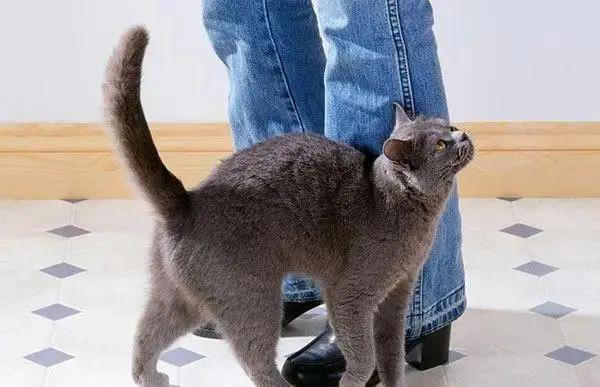 猫咪有这些行为，是在偷偷关心你，你有福啦！