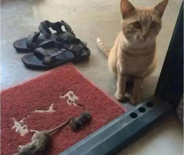 猫咪有这些行为，是在偷偷关心你，你有福啦！