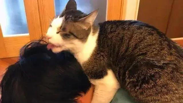 猫咪有这些行为，是在偷偷关心你，你有福啦！