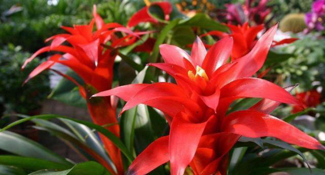 7种“吉利花”，不仅颜值高，而且“寓意”好，说啥也要养一盆