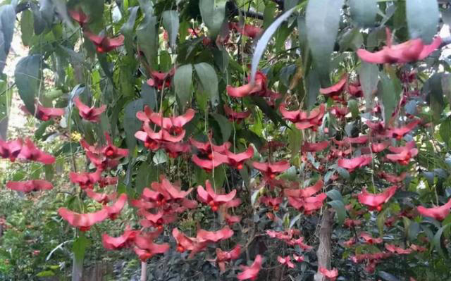 7种“吉利花”，不仅颜值高，而且“寓意”好，说啥也要养一盆