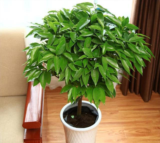 7种“吉利花”，不仅颜值高，而且“寓意”好，说啥也要养一盆