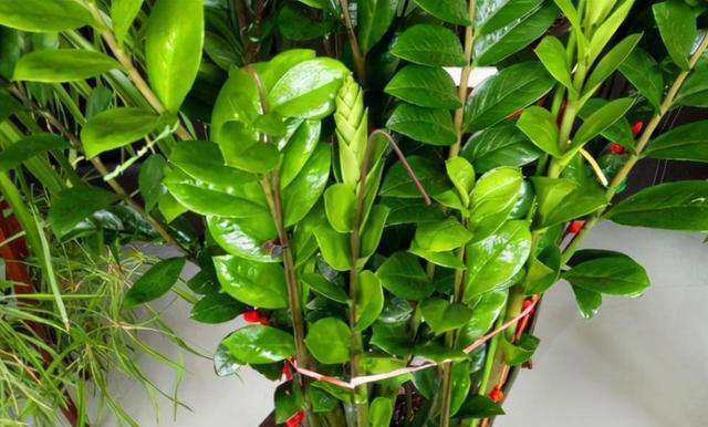 7种“吉利花”，不仅颜值高，而且“寓意”好，说啥也要养一盆