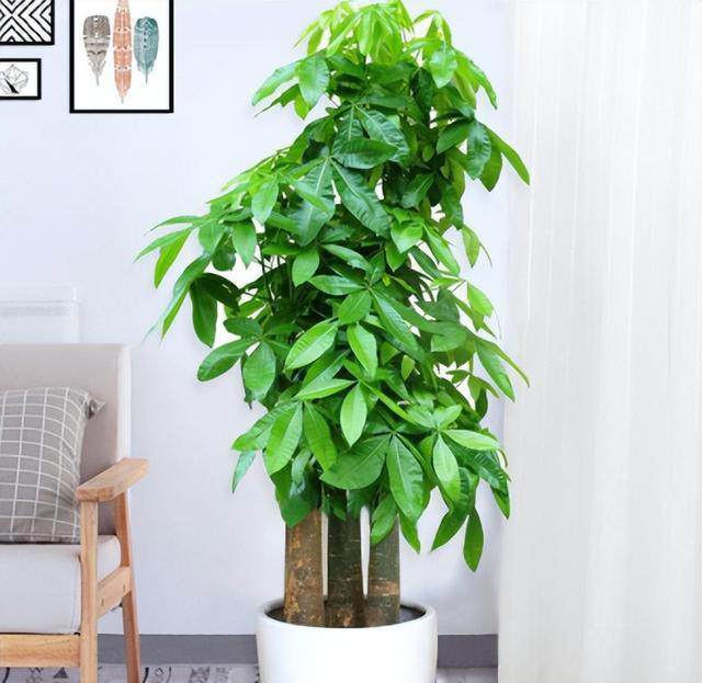 7种“吉利花”，不仅颜值高，而且“寓意”好，说啥也要养一盆