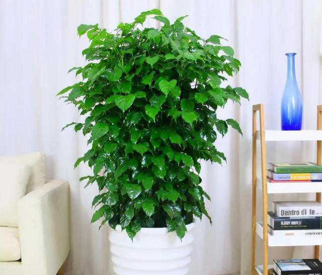 7种“吉利花”，不仅颜值高，而且“寓意”好，说啥也要养一盆