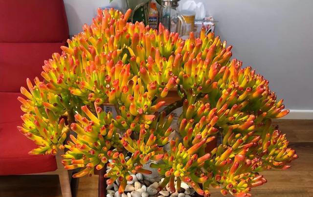 7种“吉利花”，不仅颜值高，而且“寓意”好，说啥也要养一盆