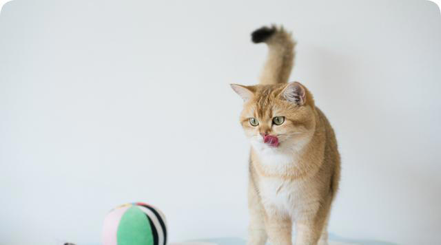 养猫久了才发现，“一喊就来的猫”和“喊不动的猫”，区别很大！