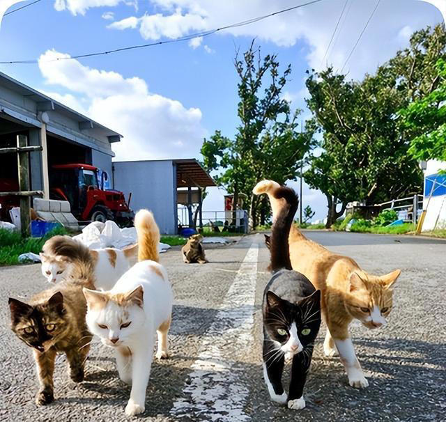 养猫久了才发现，“一喊就来的猫”和“喊不动的猫”，区别很大！