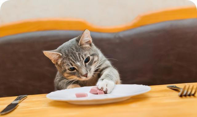 养猫久了才发现，“一喊就来的猫”和“喊不动的猫”，区别很大！