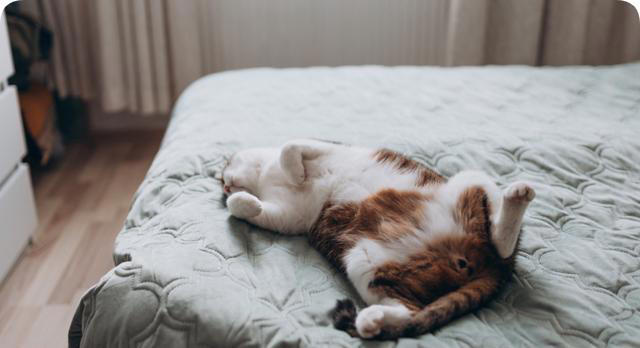 养猫久了才发现，“一喊就来的猫”和“喊不动的猫”，区别很大！