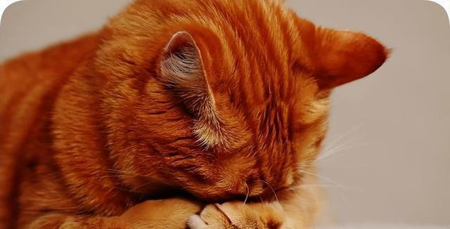 养猫久了才发现，“一喊就来的猫”和“喊不动的猫”，区别很大！