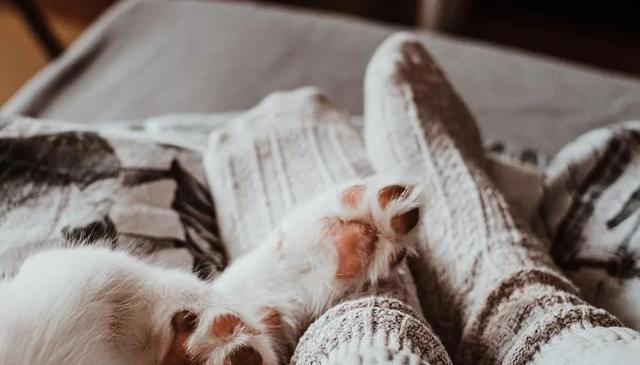 猫咪求饶的十种表现，你家猫咪有过几种？这些表现你都读懂了吗？