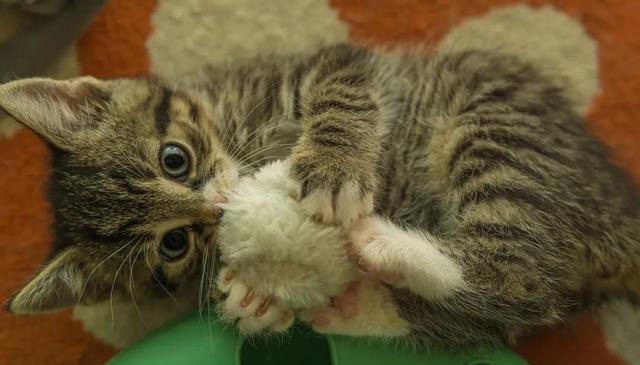 猫咪求饶的十种表现，你家猫咪有过几种？这些表现你都读懂了吗？