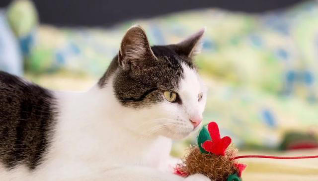 猫咪求饶的十种表现，你家猫咪有过几种？这些表现你都读懂了吗？