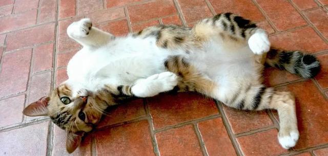 猫咪求饶的十种表现，你家猫咪有过几种？这些表现你都读懂了吗？