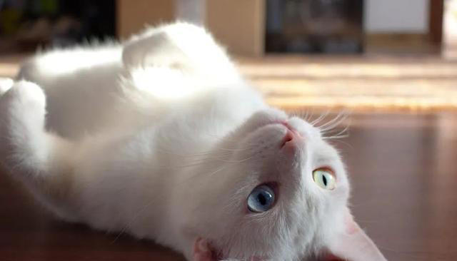 猫咪求饶的十种表现，你家猫咪有过几种？这些表现你都读懂了吗？